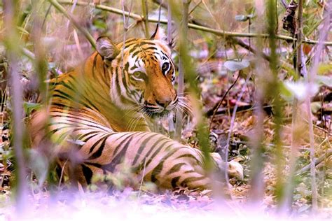 Sundarbans Tigers Could Go Extinct By Years Study