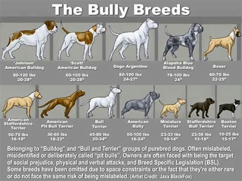During world war ii much was made of. Bully breed chart | Bully breeds dogs, Pitbull terrier ...