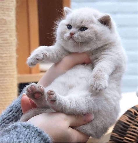 Baby Chonker Rchonkers