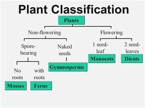 Plant Classification System