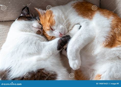 Close Up Two Domestic Cats Sleep Together 1 Stock Image Image Of