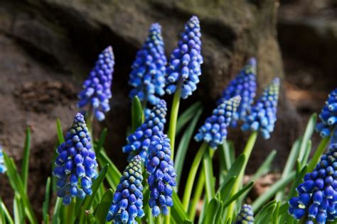 It brings promise of the warmer weather to come. Let Me Show You What I See: Spring Flowers