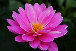 Beautiful Pink Flower | Flowers| Free Nature Pictures by ForestWander ...