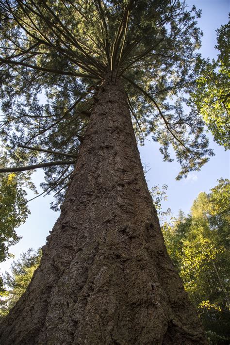 Old Pine Tree Free Stock Photo Public Domain Pictures