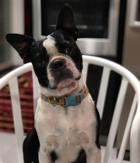 Contact us today to learn more about the availability of our boston terrier puppies for sale. Boston Terrier Puppies Michigan For Sale - Pets Ideas
