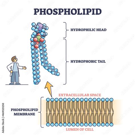 Phospholipid Or Phosphatides Lipids Microscopical Structure Outline
