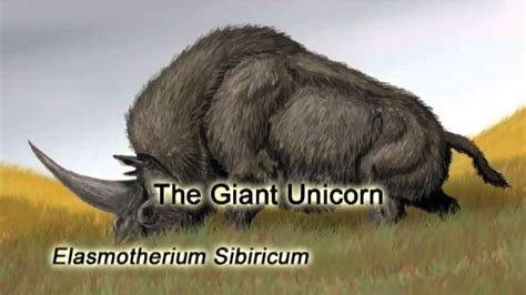 THE TRUTH ABOUT UNICORNS YouTube