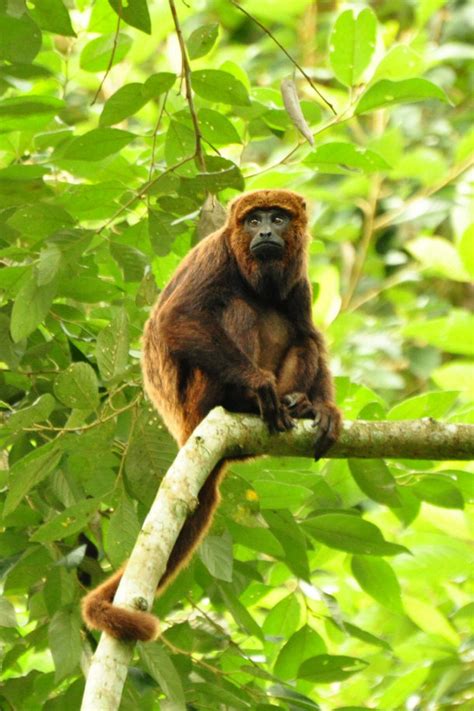 15 Odd And Interesting Facts about Monkeys