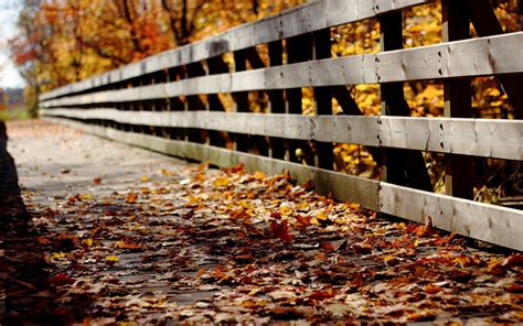 Autumn Season Fences Path Wallpapers Hd Desktop And Mobile