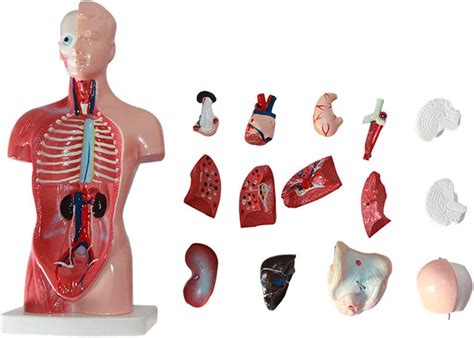 Jp 284555 Cm Human Torso Template Anatomy Model Human Body