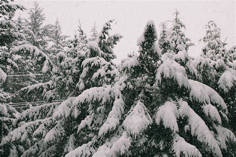 Pine Trees Covered In Snow While Heavy Snowfall By Stocksy