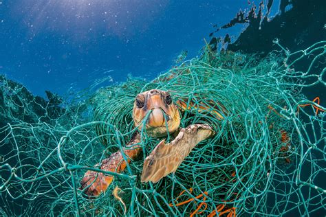 Top 105 How Does Plastic Hurt Animals