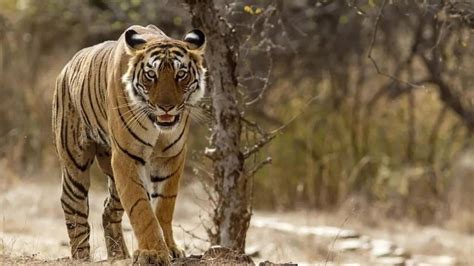 Maharashtra Two Killed In Tiger Attacks In Chandrapur District