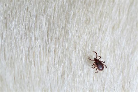 What Do Ticks Look Like On Dogs Great Pet Care