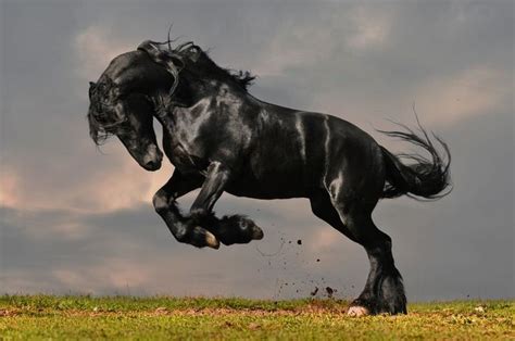 Image Result For Bronco Horse Horses Black Horses Beautiful Horses