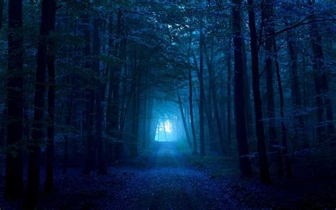 Hd Wallpaper Dark Blue Forest Path 3d And Abstract Blue Forest