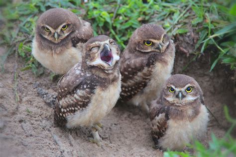 Brothers Filhote De Coruja Burrowing Owl Bird Pictures Cute