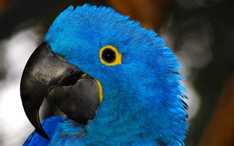 Parrots Birds Beak Head Hd Wallpaper Rare Gallery