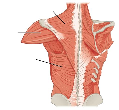 Neck Shoulder And Thorax Posterior Diagram Quizlet