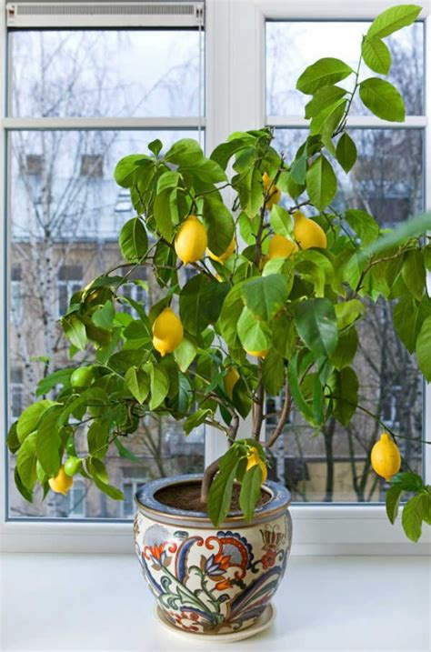 How To Grow A Dwarf Lemon Tree Indoors Indoor Lemon Tree Indoor Fruit