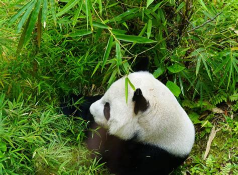 Br Des Riesigen Pandas Der Bambus Isst Stockbild Bild Von Sorte