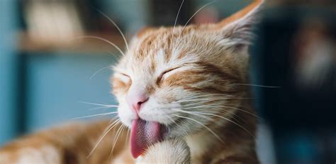 It is not uncommon for cats who become sick (vomiting) to also develop an upper respiratory tract infection. Cat Throwing Up: Normal or Cause for Alarm? | IAMS