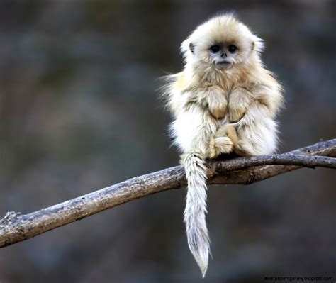 Really Cute Baby Monkeys Wallpapers Gallery
