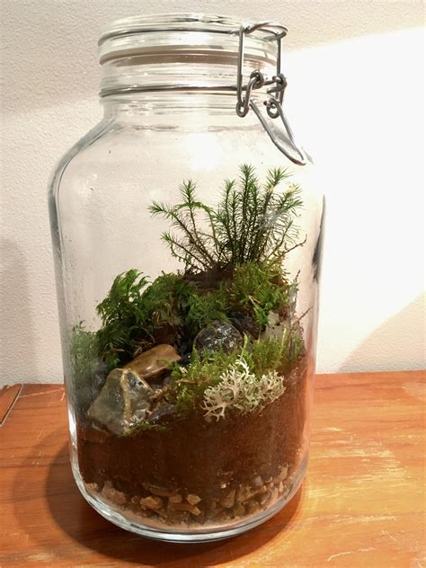 Closed Moss Jar A Little Piece Of Forest In House Terrarium Jar