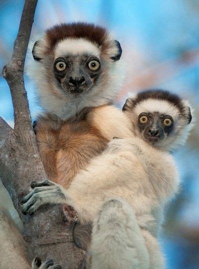 Leaping Lemurs Photographed On The Island Of Madagascar By Dale Morris