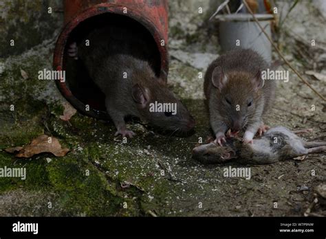 Rats Mice Hi Res Stock Photography And Images Alamy