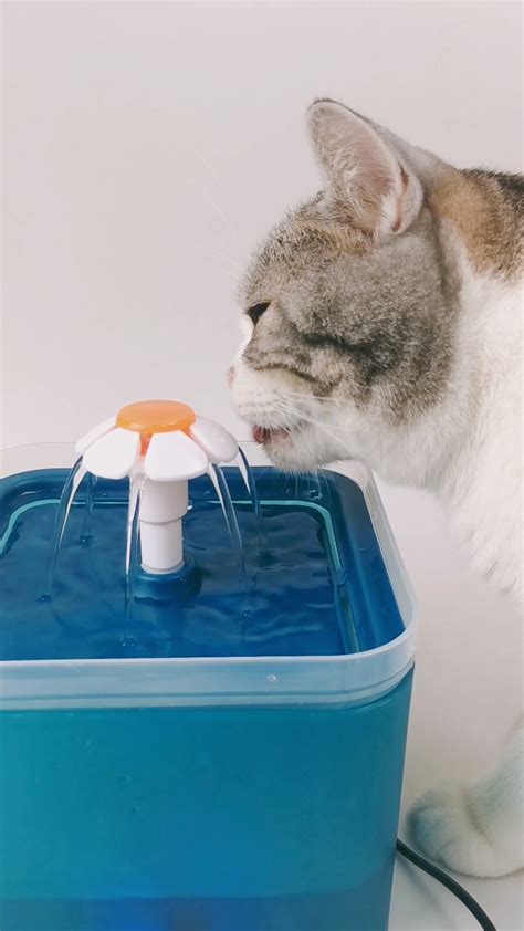 Petwant 2l Automatic Pet Water Dispenser Drinking Bowl Silent Pump