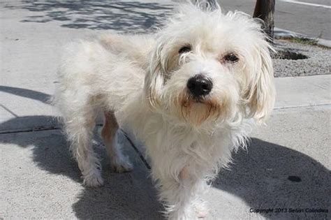 Chantal Friendly 1 Year Old Maltese And Fox Terrier Mix For Sale In