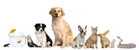 Our mission at all pets animal hospital & 24 hour emergency care is to treat your pet with the same love and quality care we would our own! Top Rated Local Veterinarians - All Pets Animal Hospital ...