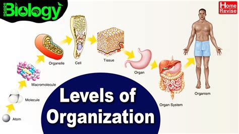 Levels Of Organization In The Living And Non Living World Biology