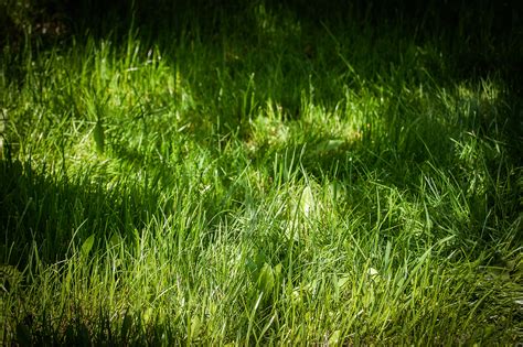 Free Images Nature Field Lawn Meadow Leaf Flower Summer Moss