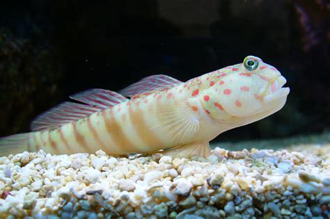 Goby Pink Spot Watchman Goby