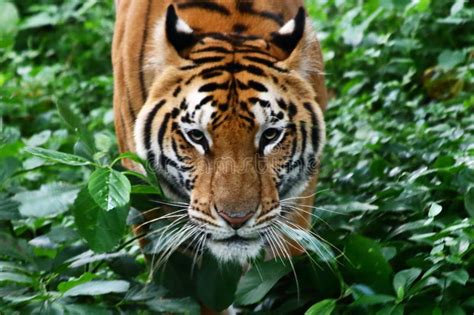 821 Scary Tiger Photos Free And Royalty Free Stock Photos