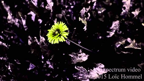 Dandelion In Uv Spectrum Youtube