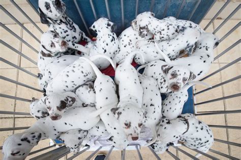 19 Dalmatian Puppies Born In Albury Breaks World Record For Largest