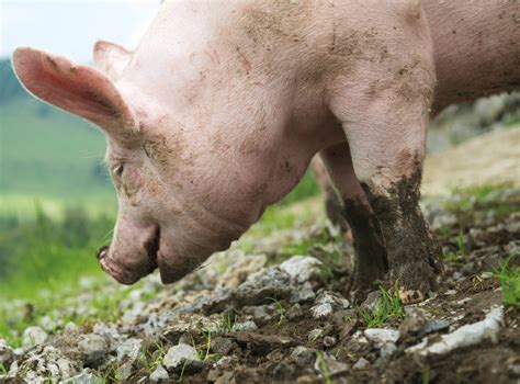 Schwein malvorlagen bilder ausmalbild gl 252 ckliches schwein ausmalbilder ausmalen. Bilder Vom Schwein - Vorlagen zum Ausmalen gratis ausdrucken