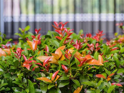 The Lilly Pilly Hedge Also Known As The Australian Cherry Is A Fast