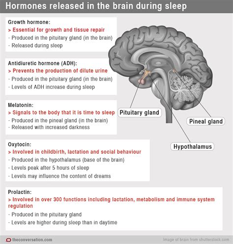 Chemical Messengers How Hormones Help Us Sleep