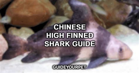 Chinese High Fin Shark Care Diet And More Ultimate Guide
