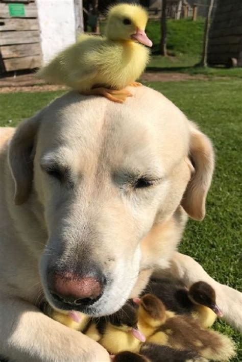 Dog Fred Becomes Stay At Home Dad To Nine Ducklings After Their Mother