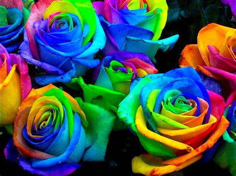 Wallpapers Colorful Rose Wallpapers