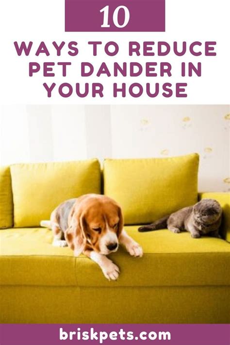 10 Ways To Reduce Pet Dander In Your House In 2023 Pet Dander Pets