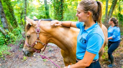 Animals And Equestrian Kennolyn Santa Cruz Mountains Overnight Camp