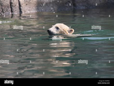 Four Month Old Polar Bear Cub Ursus Maritimus Swimming Stock Photo