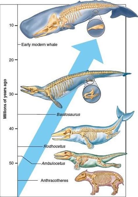 Evolution Of Whales Prehistoric World Whale Evolution