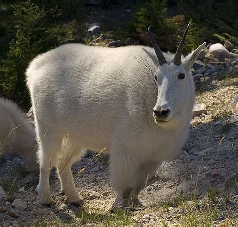 Mountain Goat Canadian Rockies 2 Flickr Photo Sharing